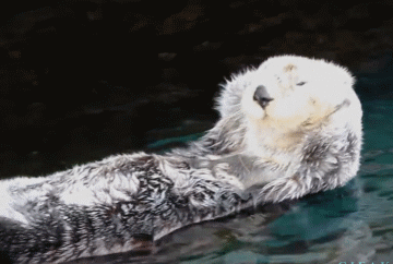 e257332b80e45b78eb4ced82c4f091fe2884a08f.gif